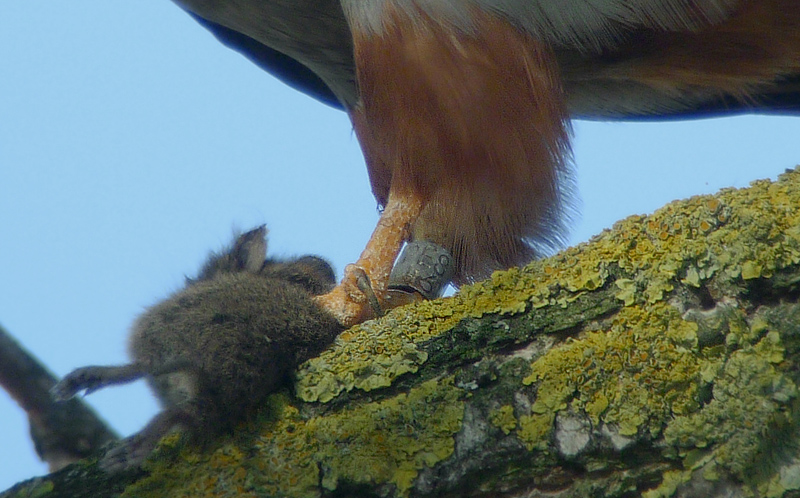 Falco Cuculo e Arvicola in Digiscoping